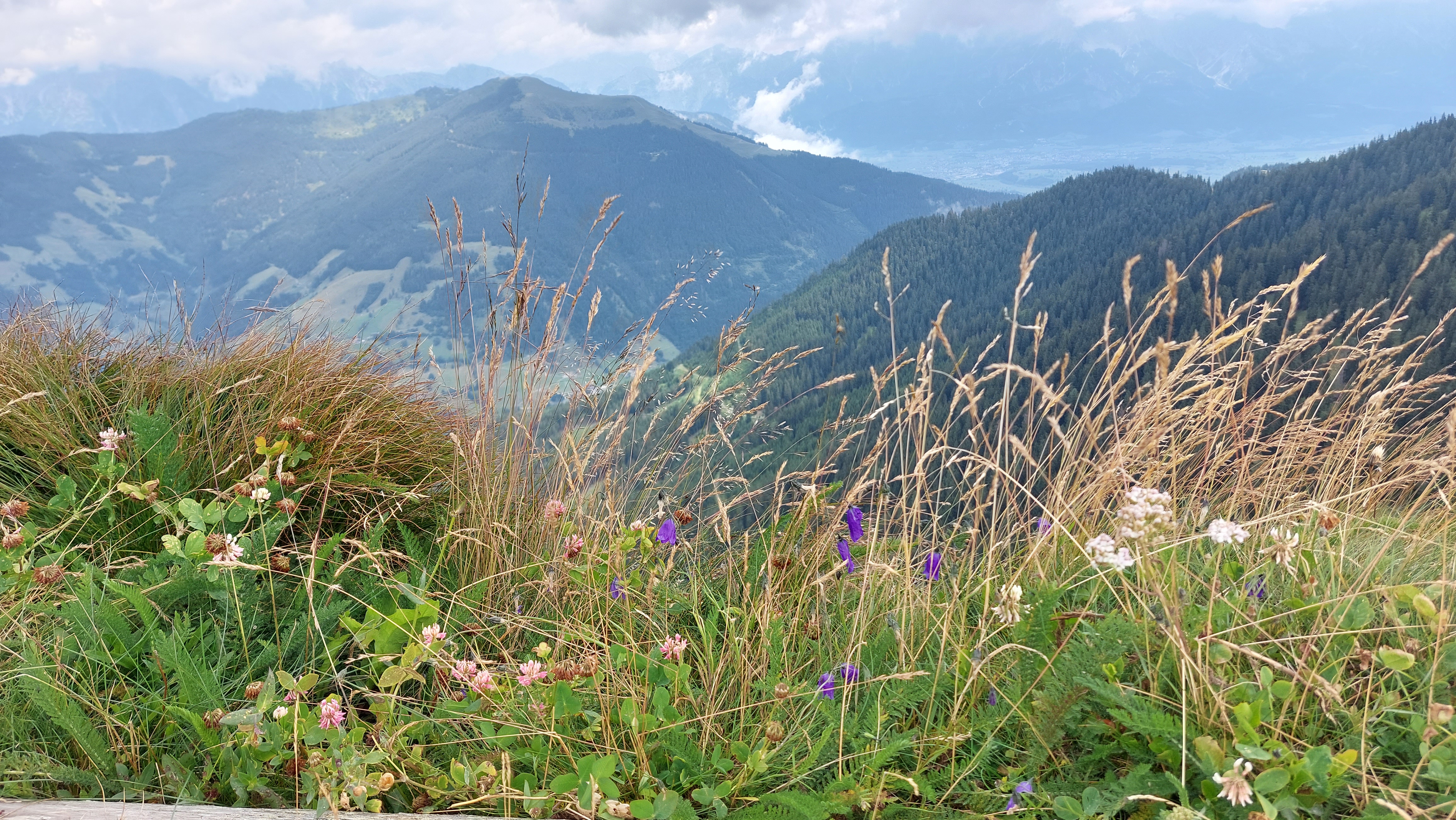Hintergrund von Pflanzen in Bergen.