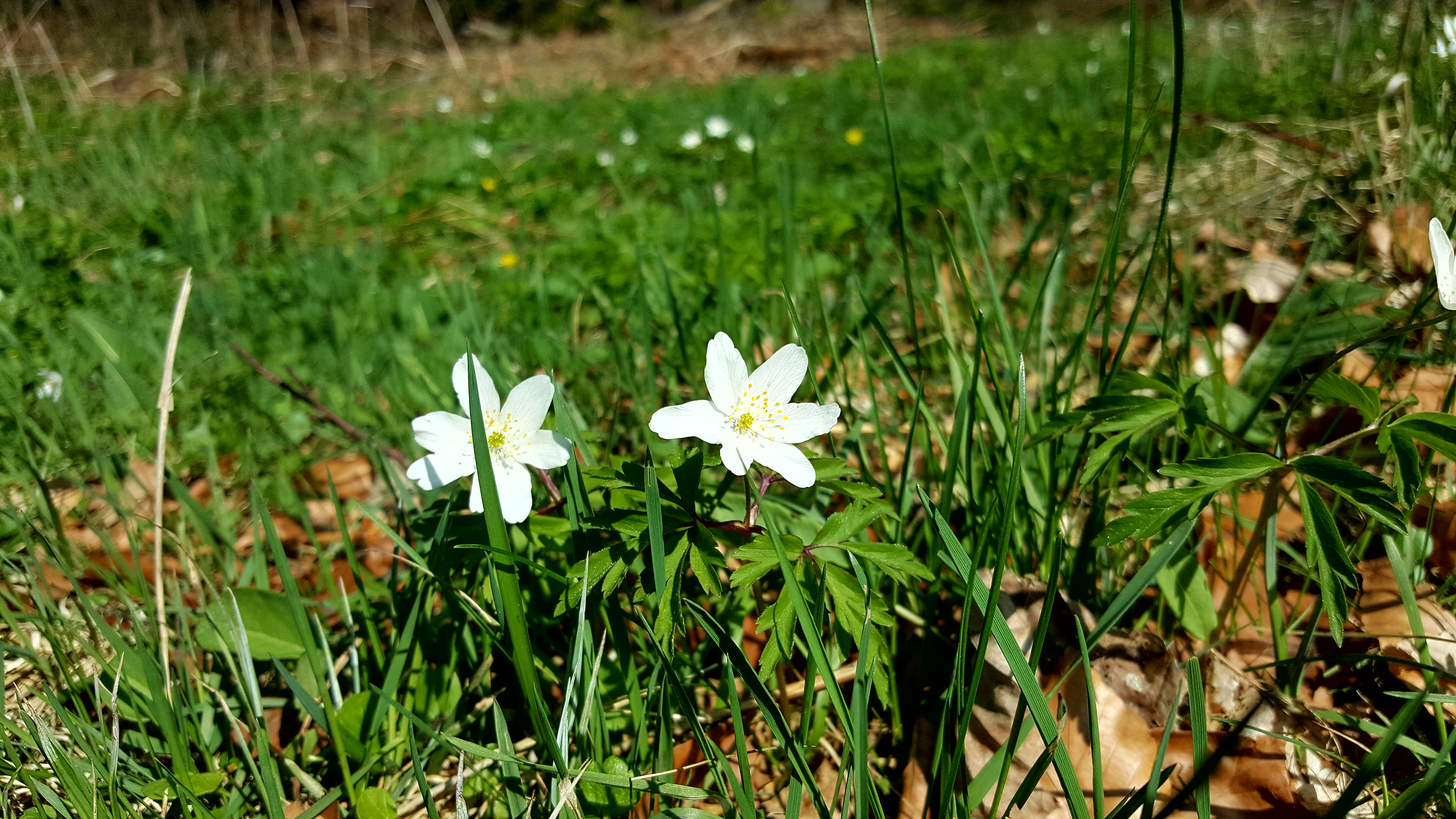 Blumen auf einer Wiese