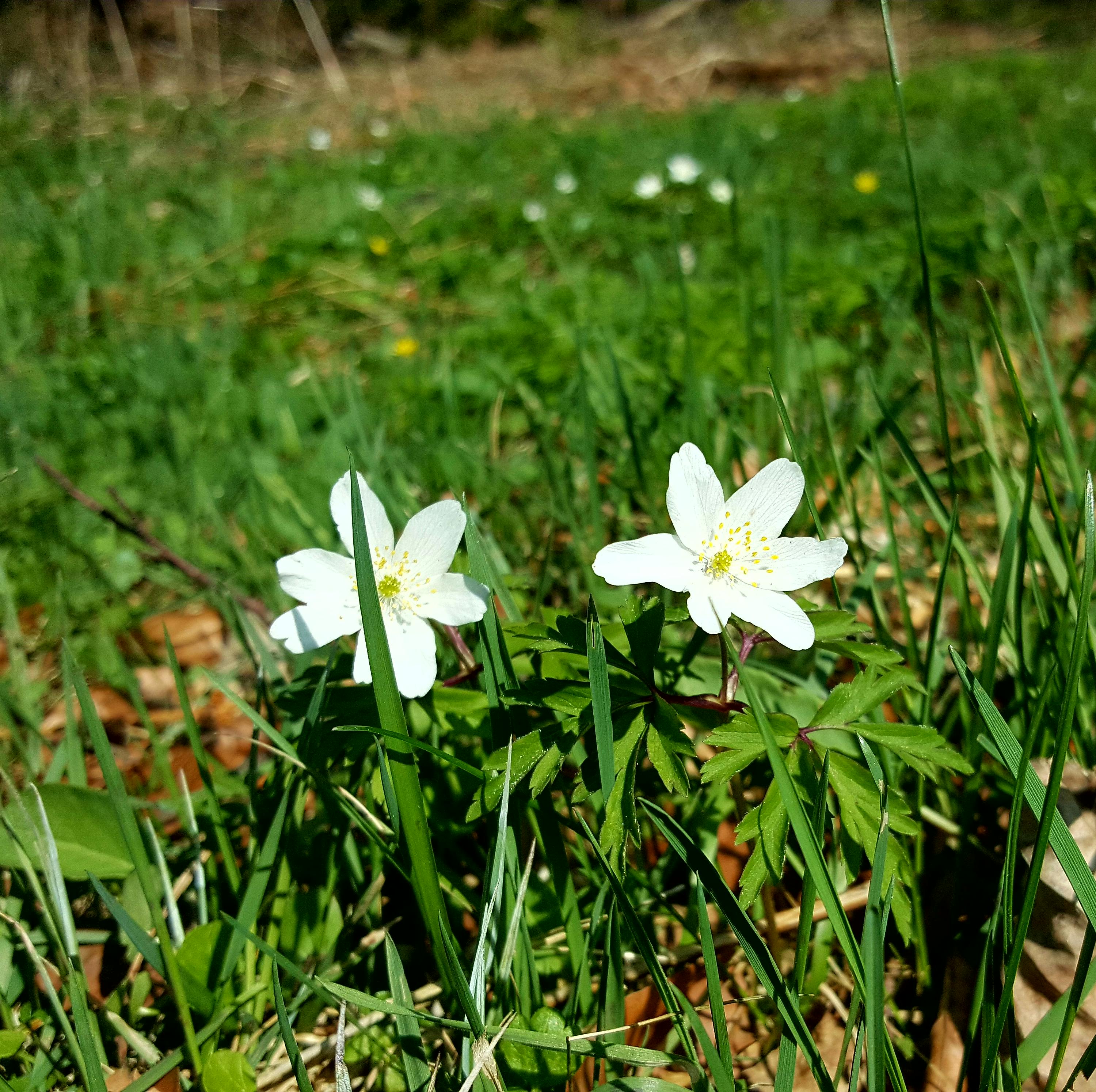 Blumen auf einer Wiese