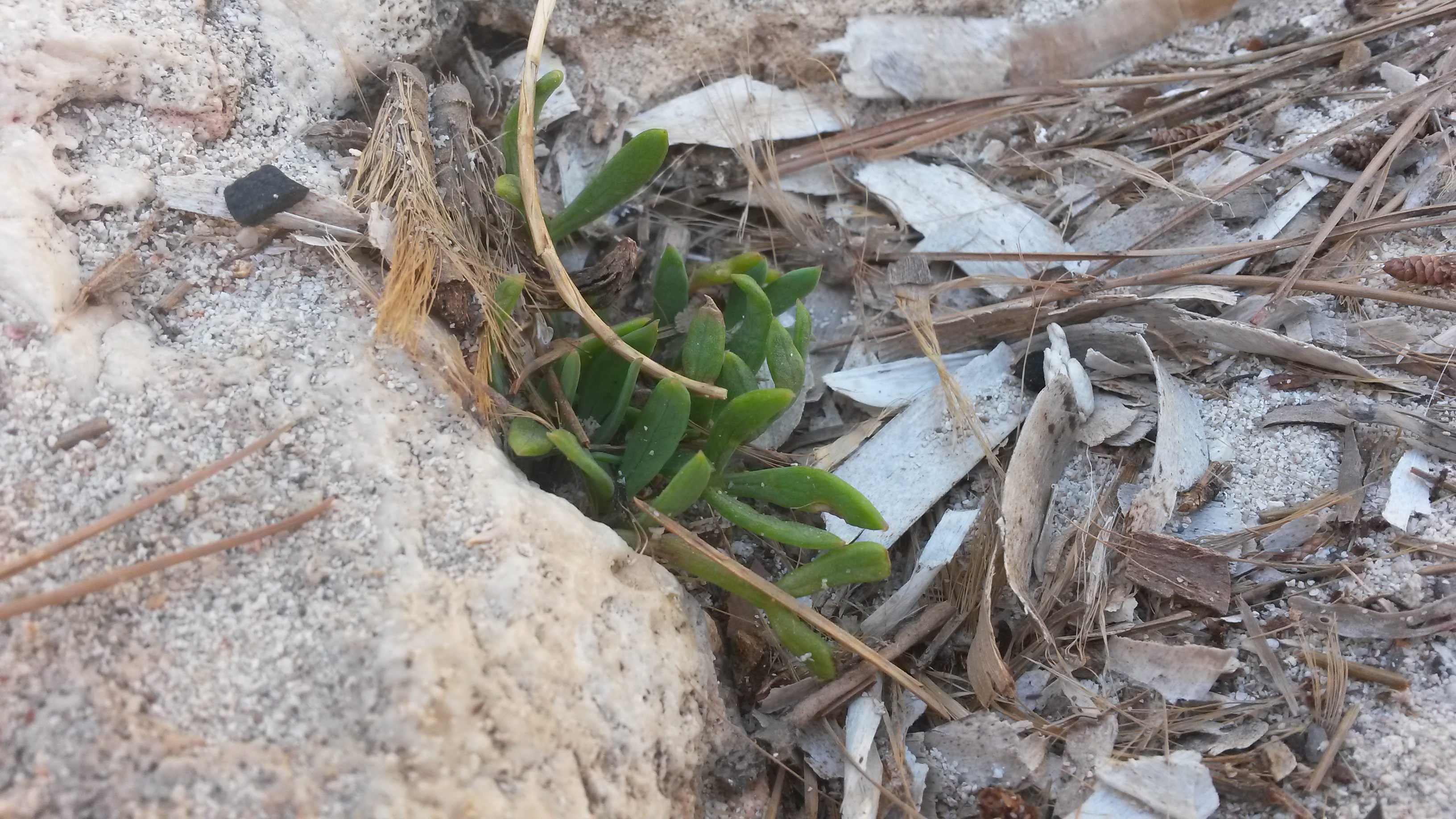 Hintergrundbild von einer Pflanze.