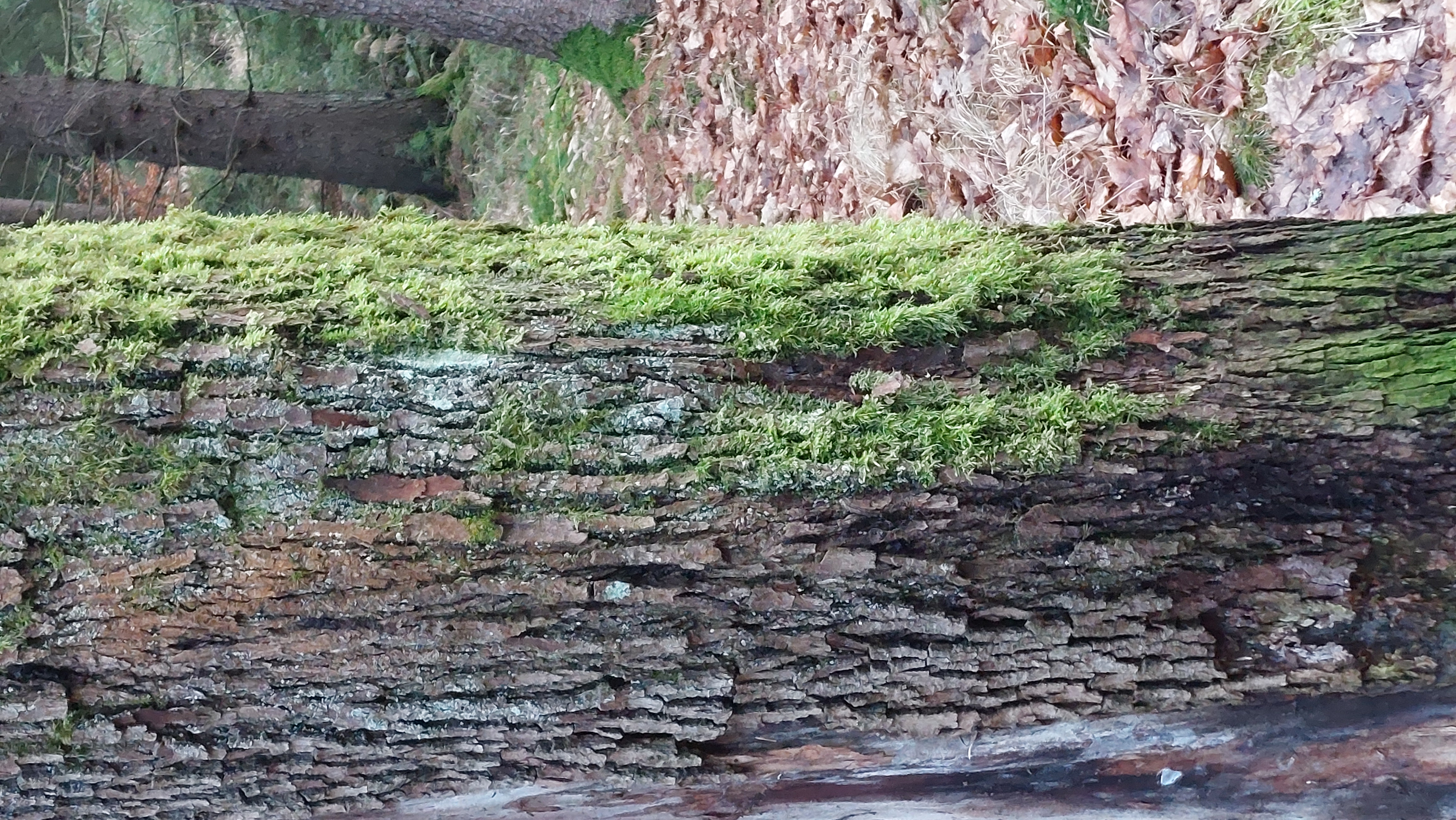 Hintergrundbild von einem Baumstamm.