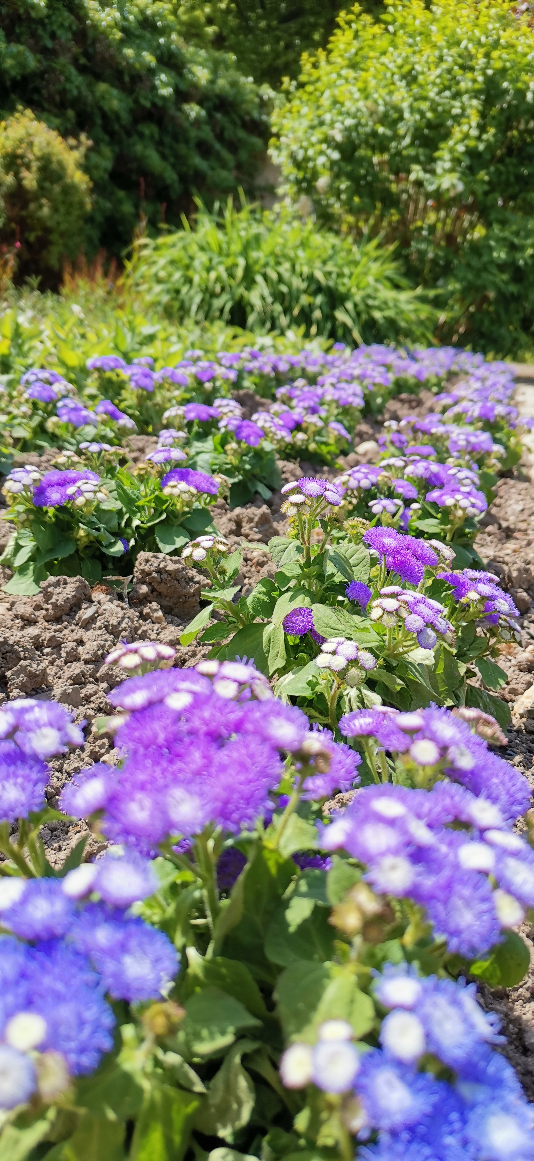 Hintergrundbild von einer Blumenwiese.