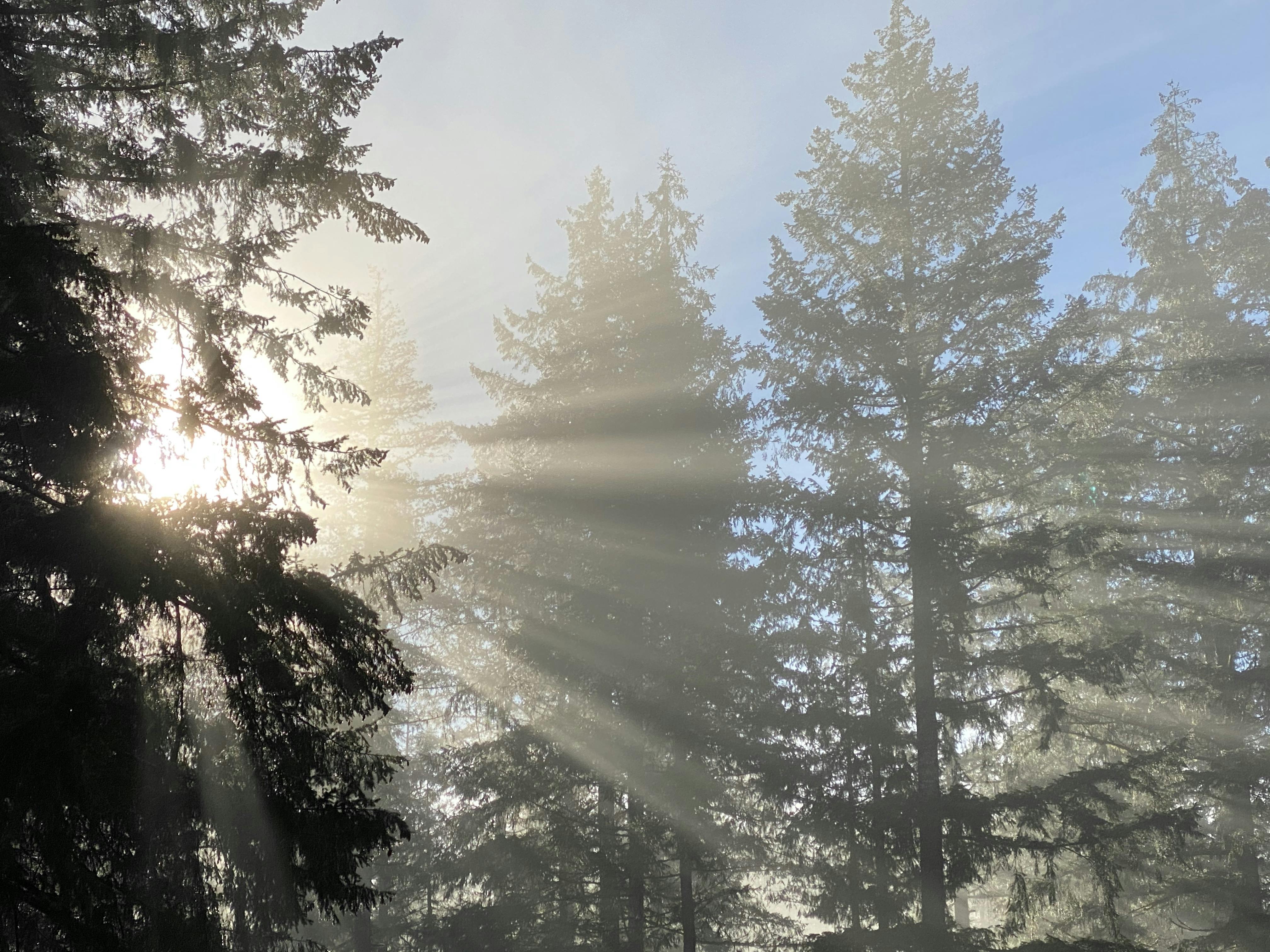 a photo of misty light rays from the sun shining through trees