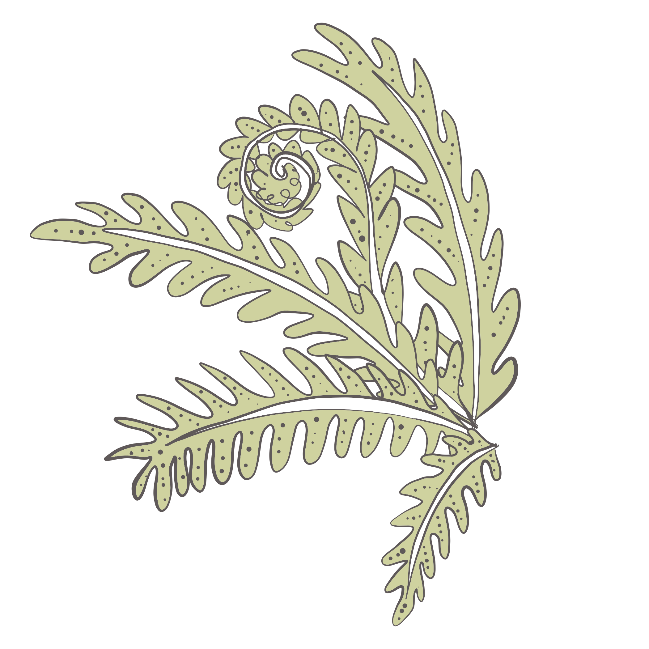An illustration of four fern fronds unfurling