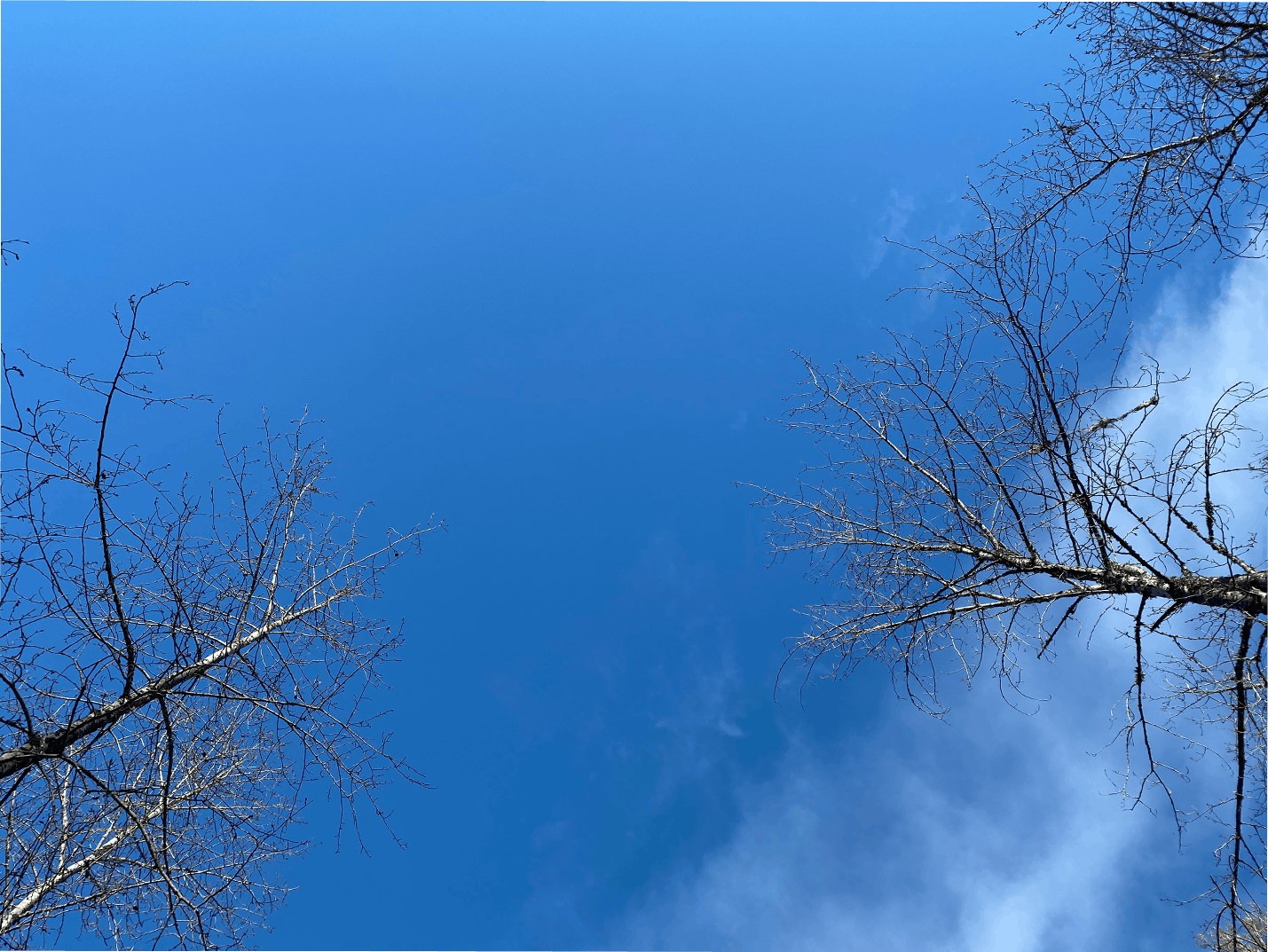 Photo of blue sky with silhouettes of tall majestic trees