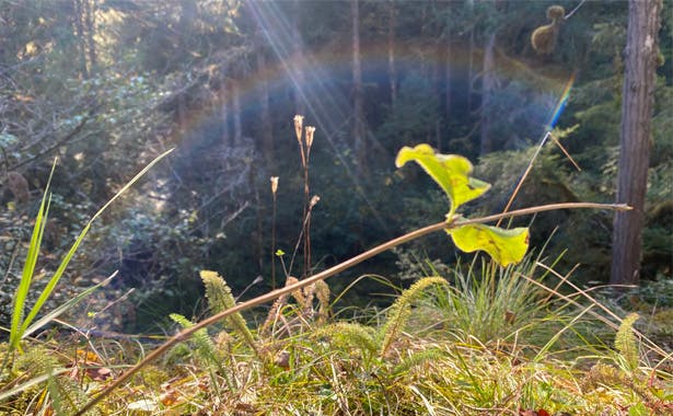 A photo with sun rays and lens flare rainbow over grass and leaves at ground level