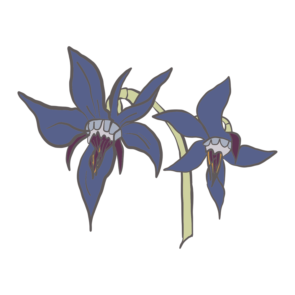 An illustration of a borage flower