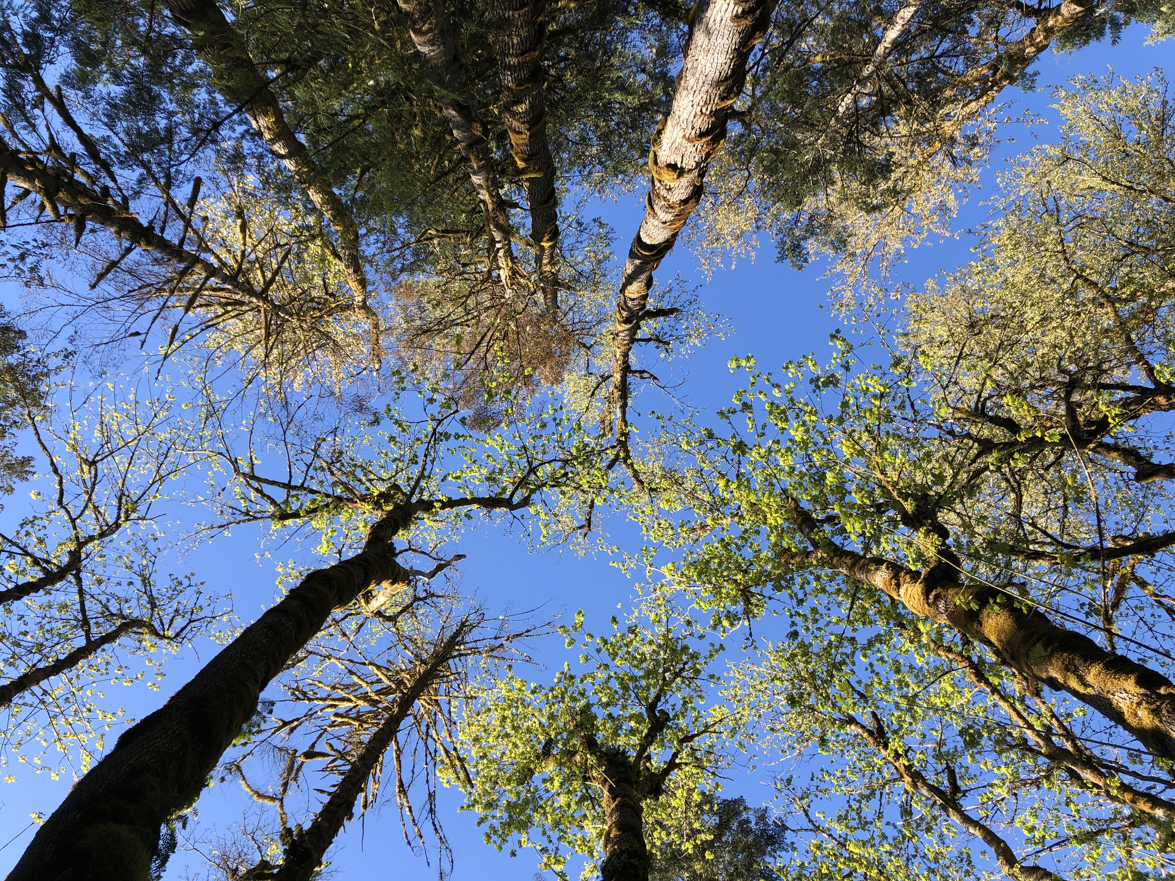 a photo of the tree canopy looking directly up at the treetops against blue sky