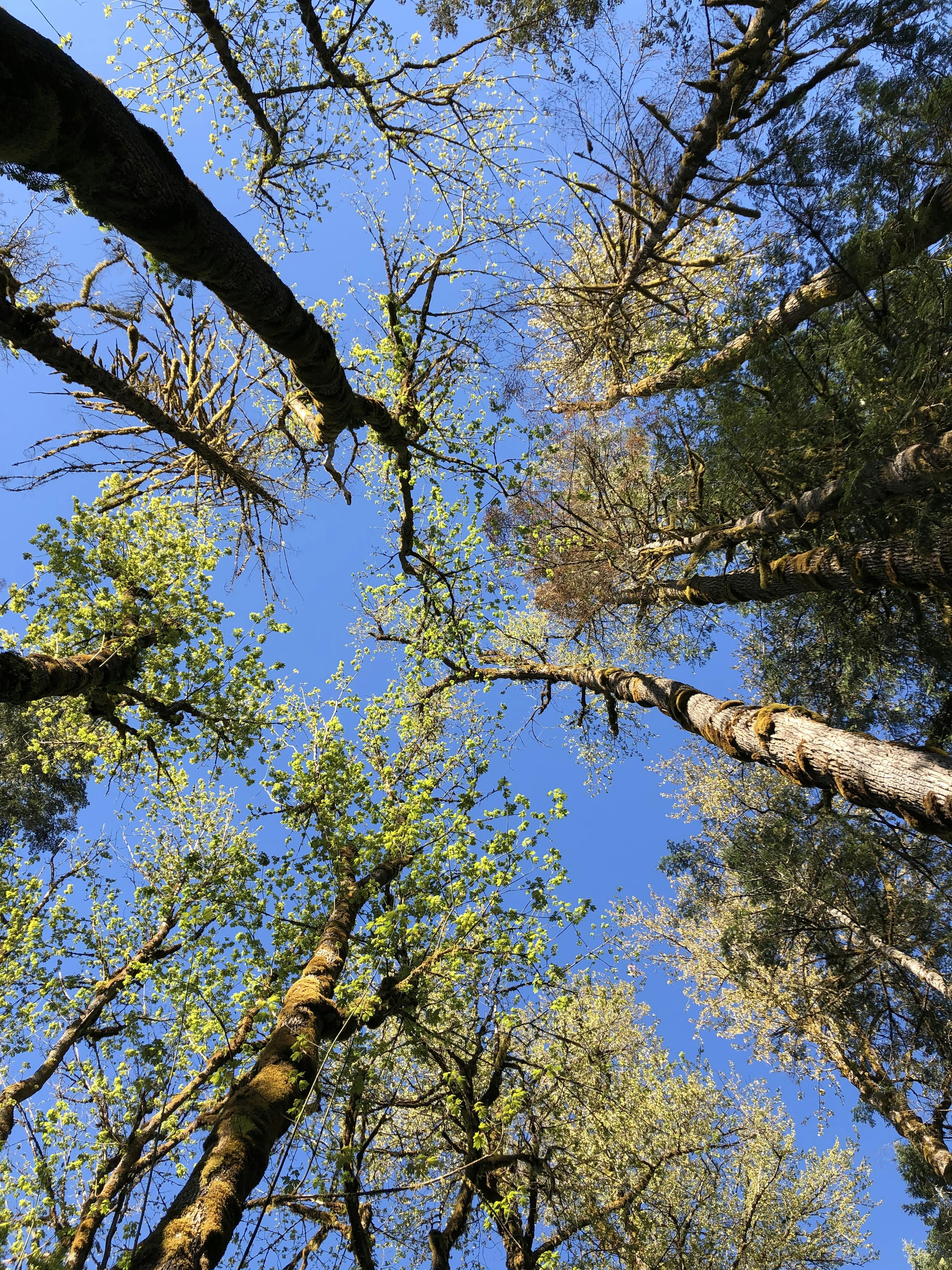 a photo of the tree canopy looking directly up at the treetops against blue sky