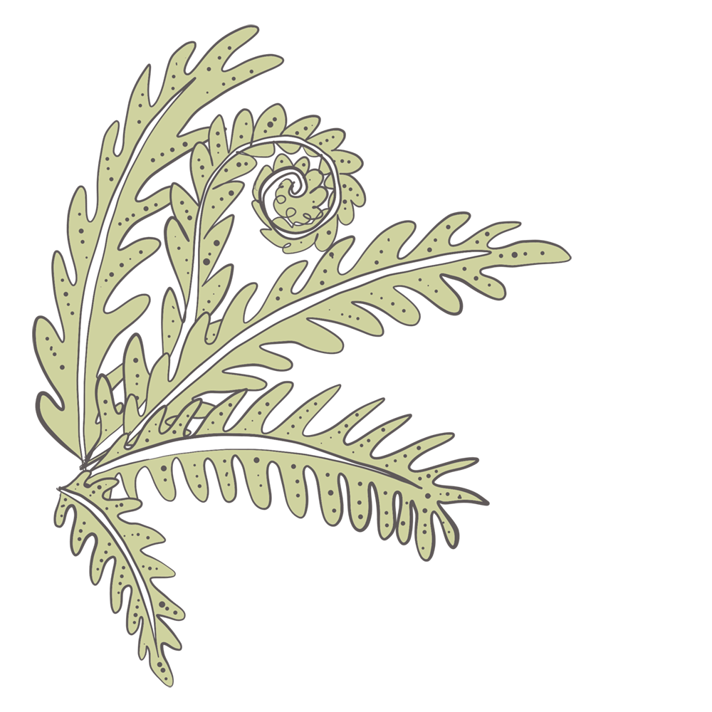 An illustration of five fern fronds unfurling
