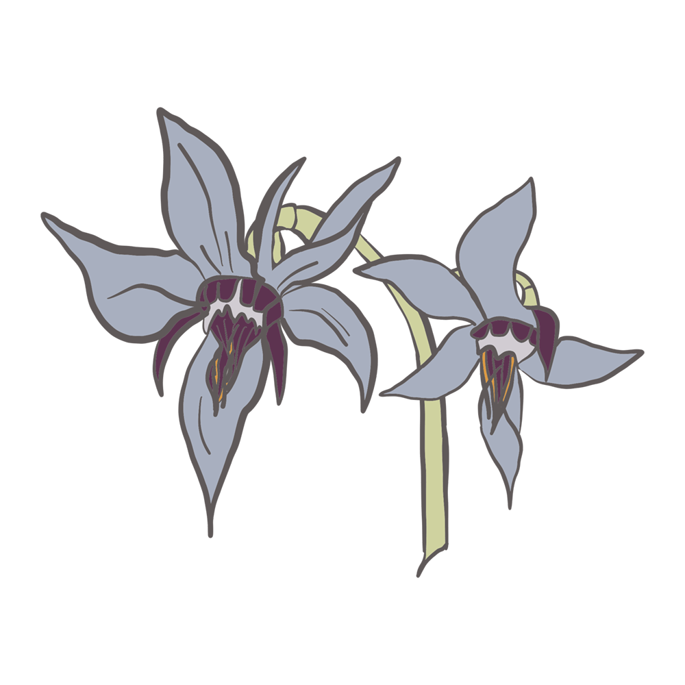 An illustration of a borage flower