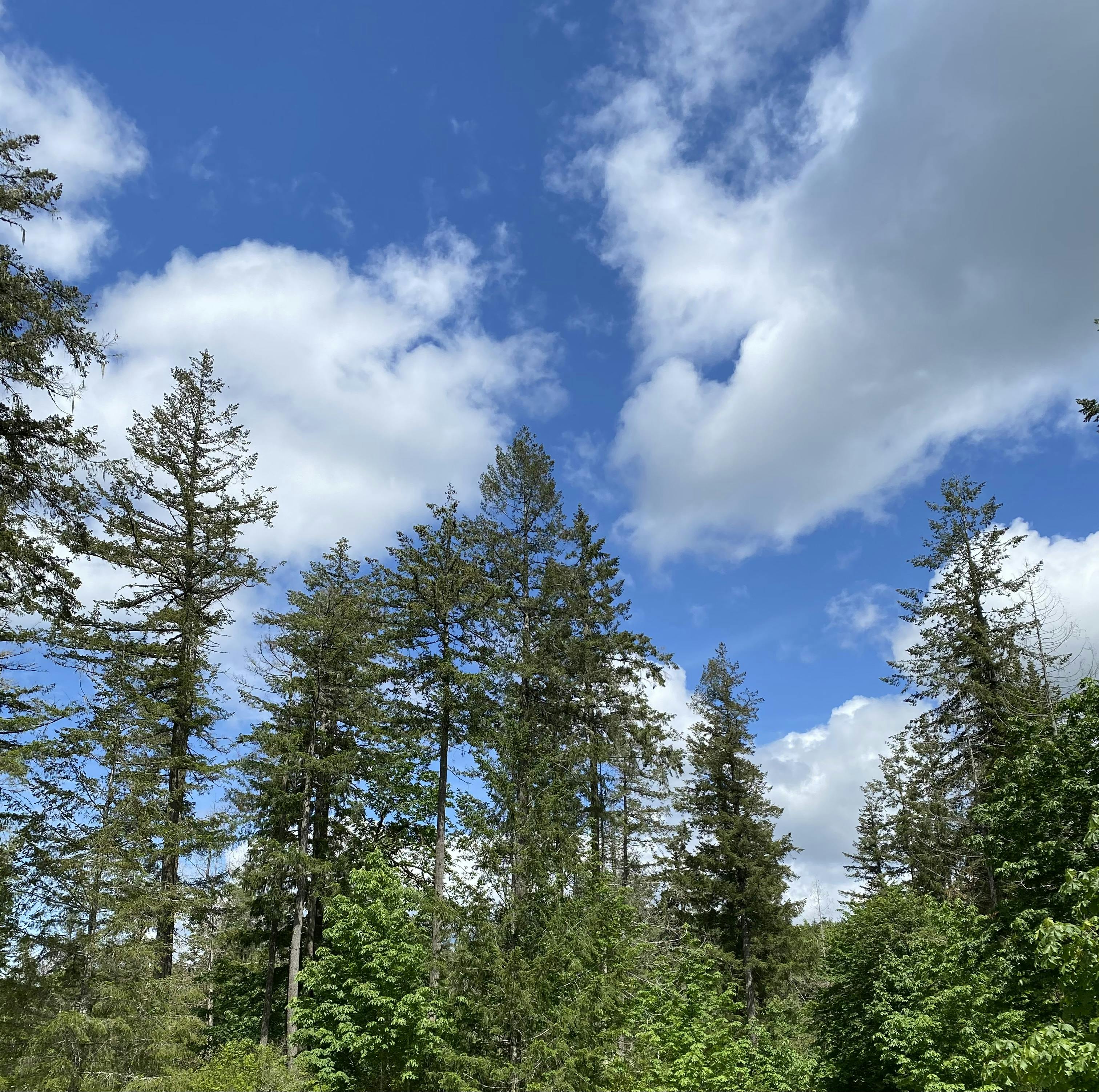 a photo of the horizon filled with trees reaching up to a blue sky with fluffy white clouds