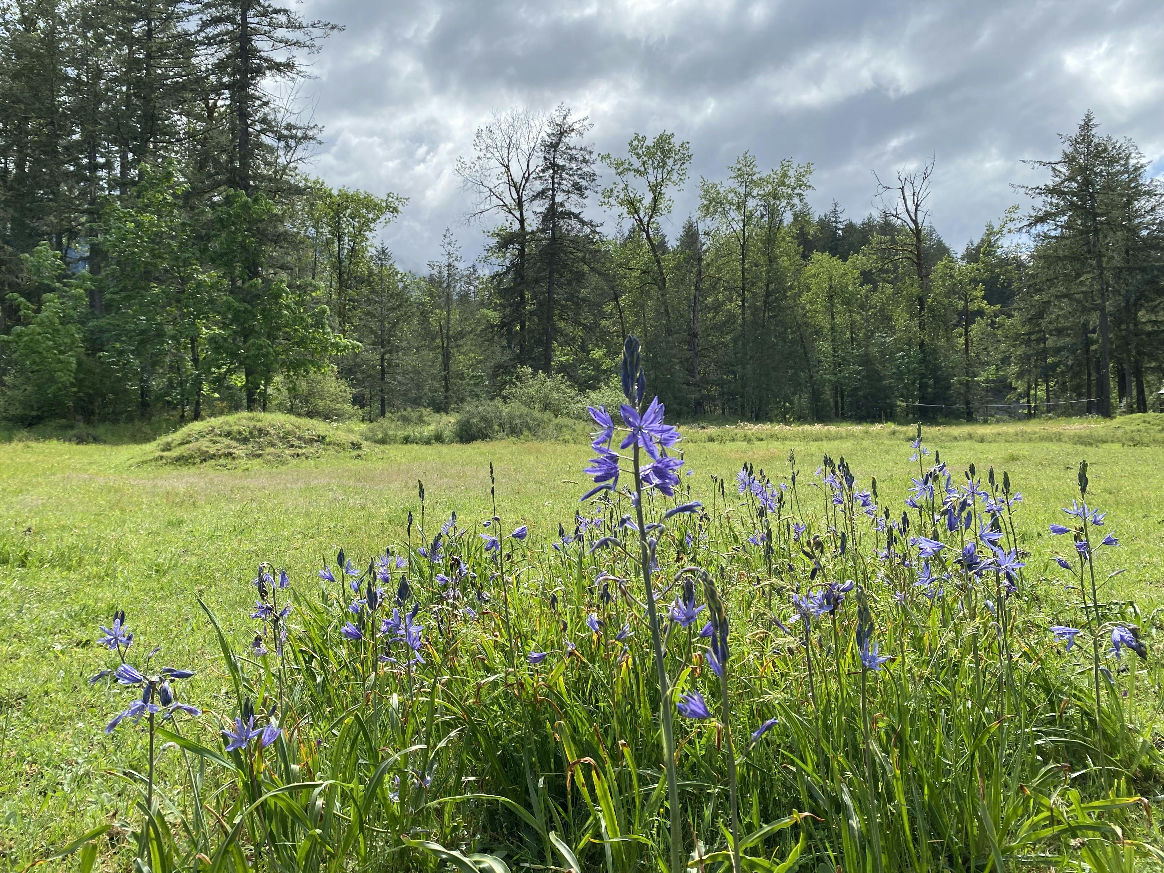 A photo at ground level view of native Camas Lily's purple flowers with the meadow and trees in the background against a moody sky