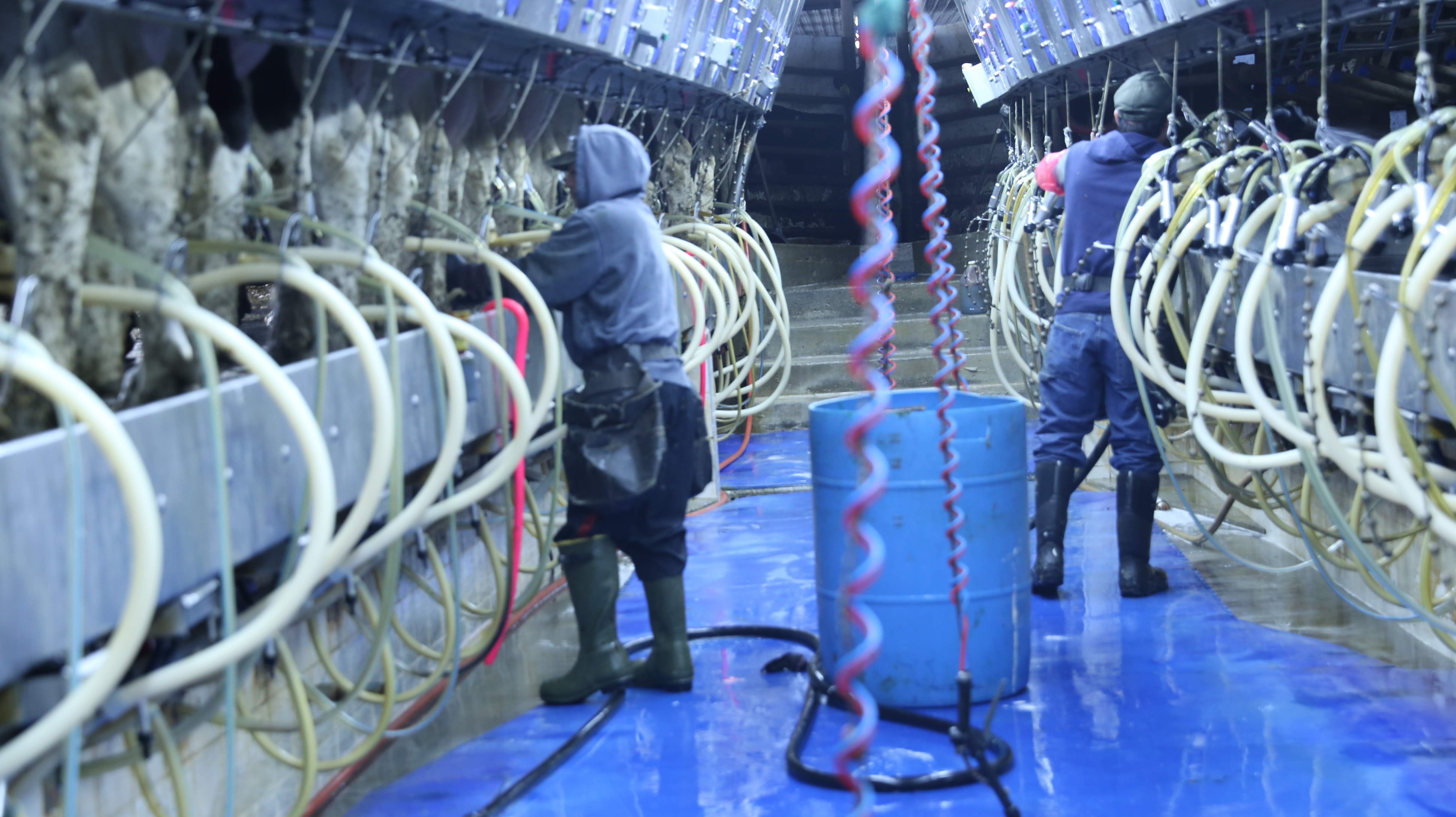 Migrant dairy farm workers milking cows