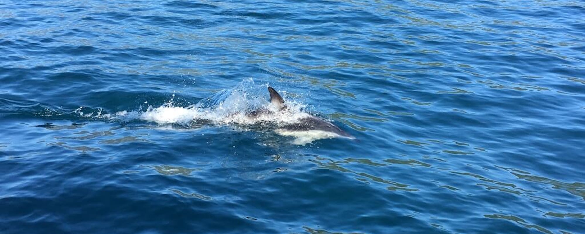 Delphin im Wasser