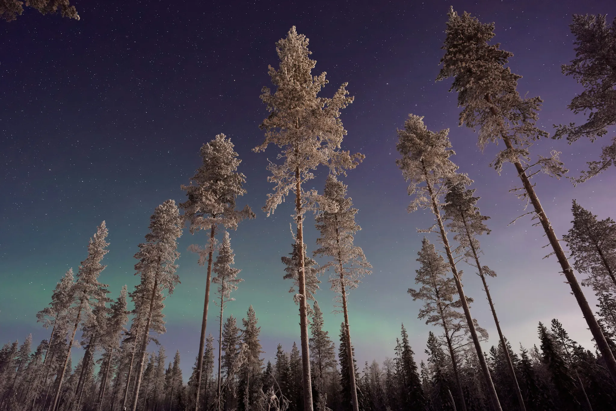 Christmas Holiday Northern Lights Hunting Tips's cover picture