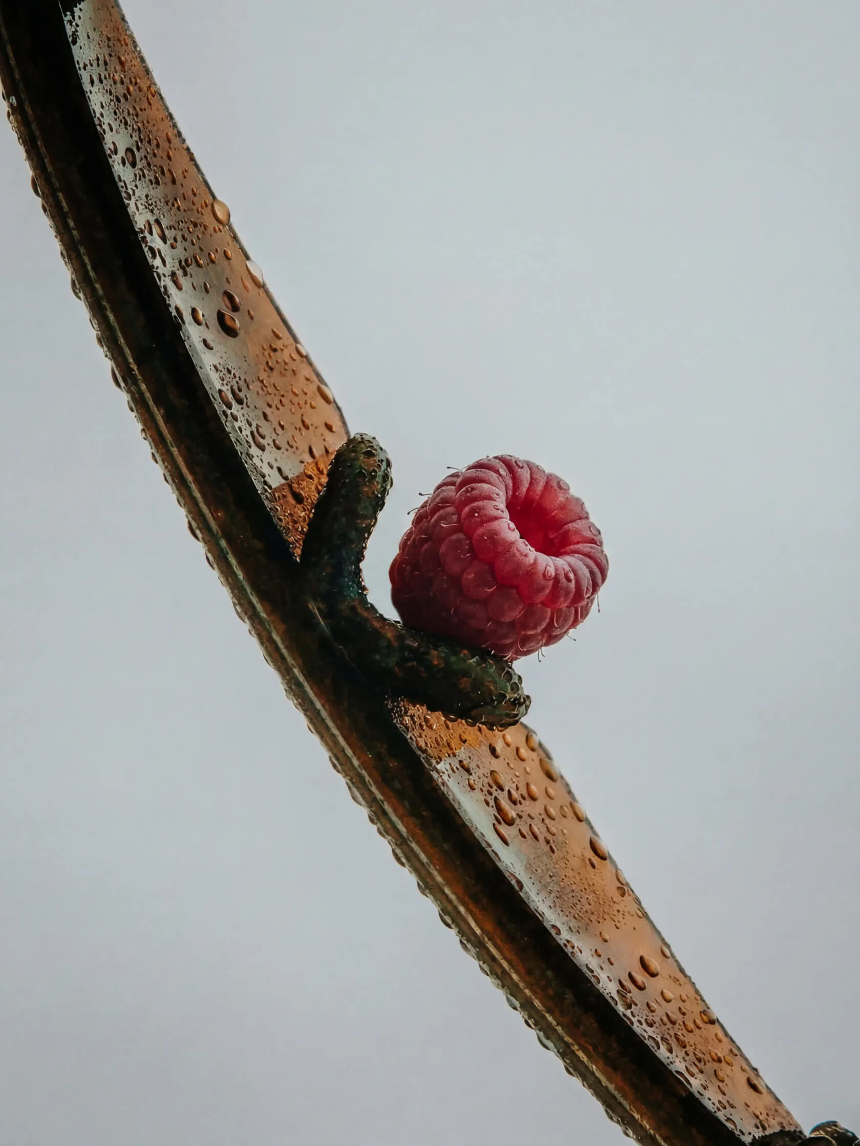 Macro close-up of a single raspberry balanced on a rain-speckled, weathered copper bicycle frame tube against a grey sky
