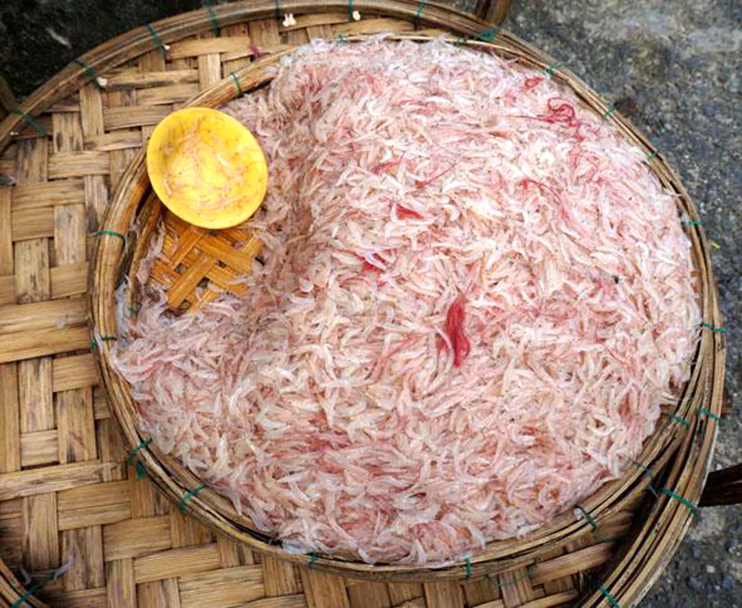 Con ruốc biển Bình Định