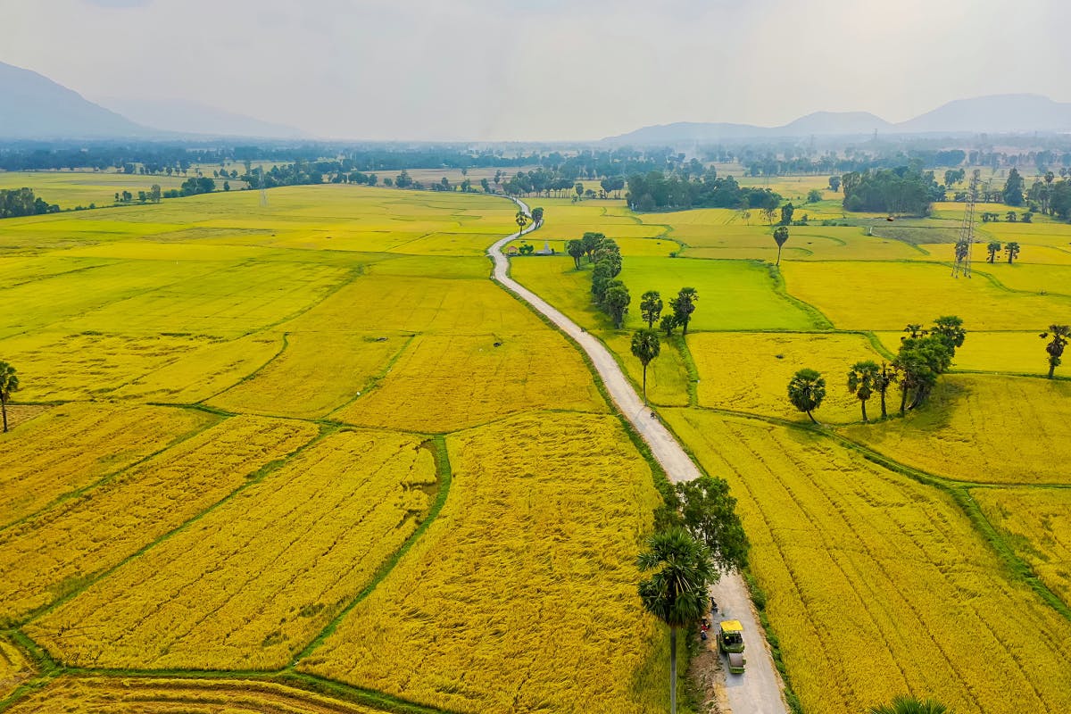 Hình ảnh đồng lúa