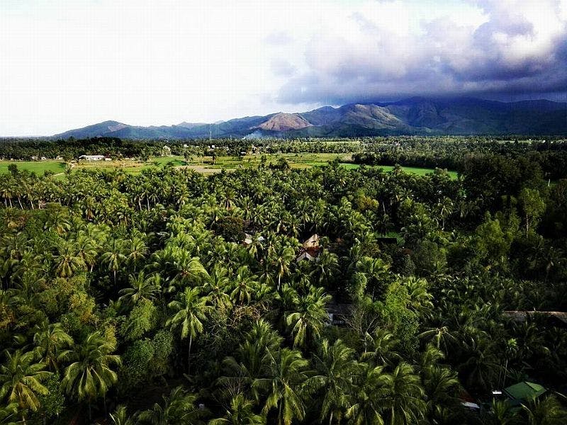 Hình ảnh - Rừng dừa Tam Quan