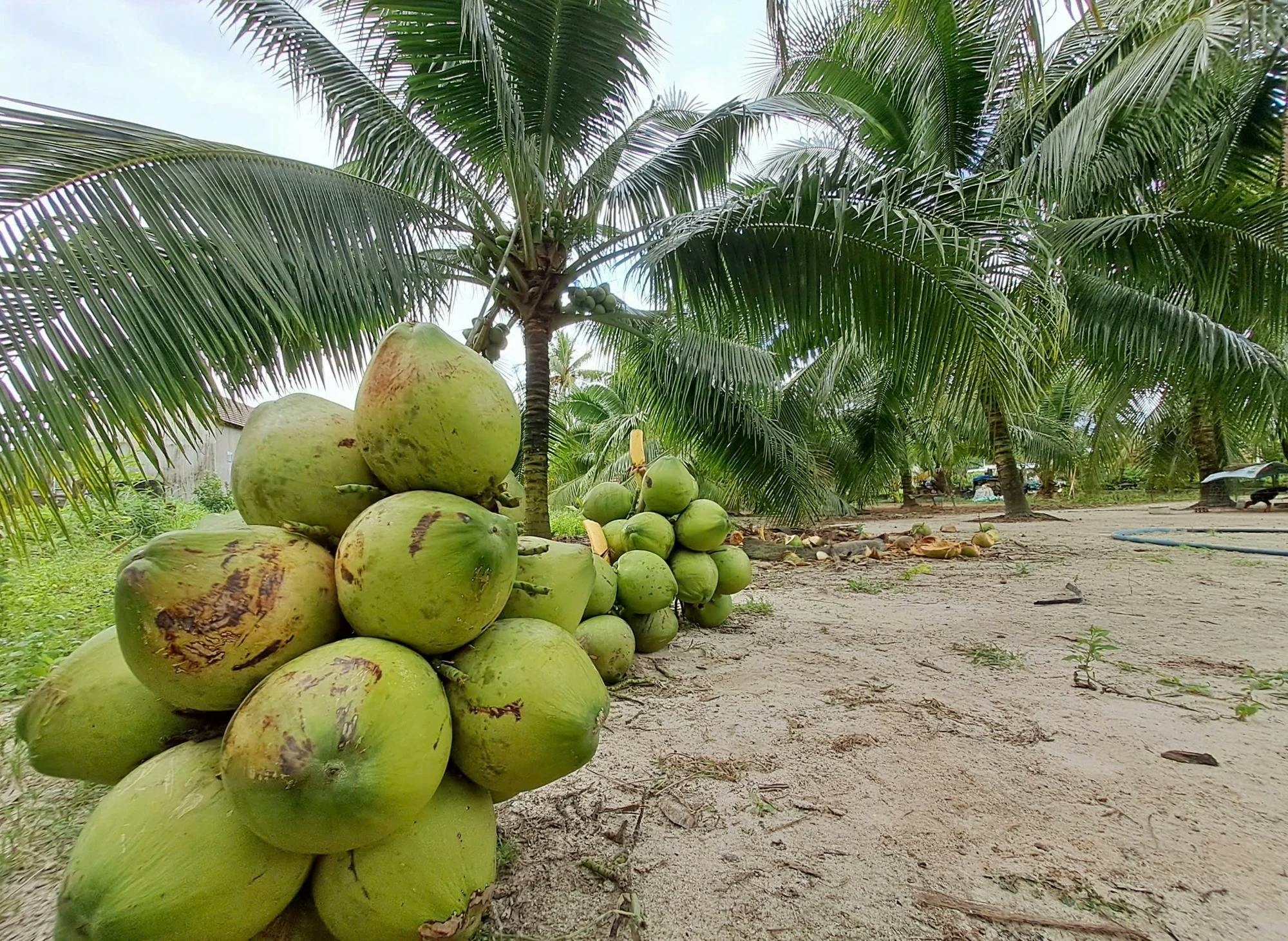 Hình ảnh - Dừa Tam Quan