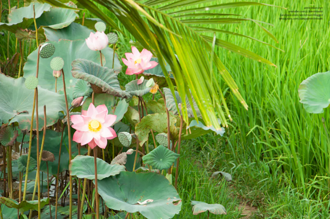 Hình Ảnh Hồ Sen Nhỏ Bình Yên Ven Đường Hoài Nhơn