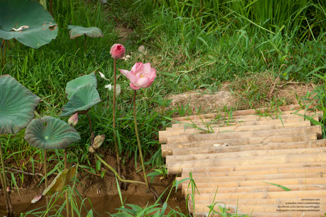 Ảnh từ Hello Hoài Nhơn