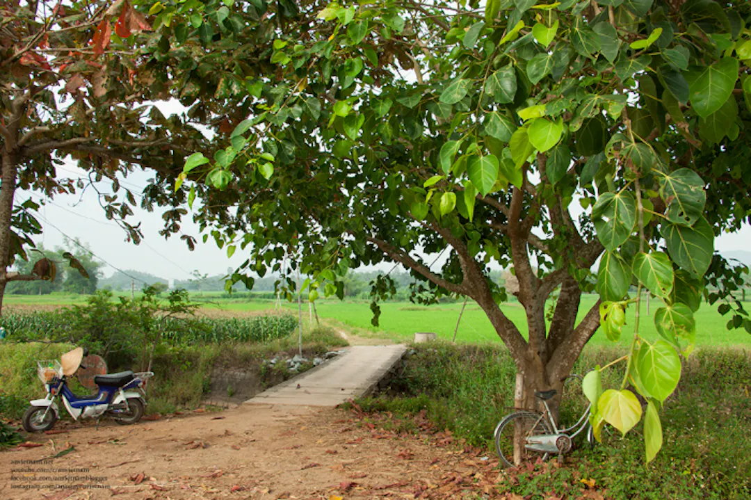 Ảnh từ Hello Hoài Nhơn
