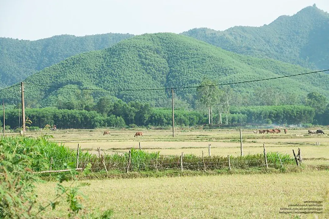 Yêu sao những cánh đồng nơi các chú bò, trâu ung dung gặm cỏ