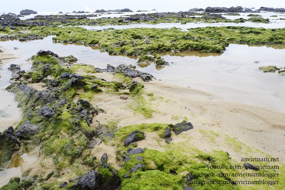 Gành Đá Lộ Diêu Đẹp Ngẩn Ngơ Vào Mùa Rêu Xanh Ở Hoài Nhơn