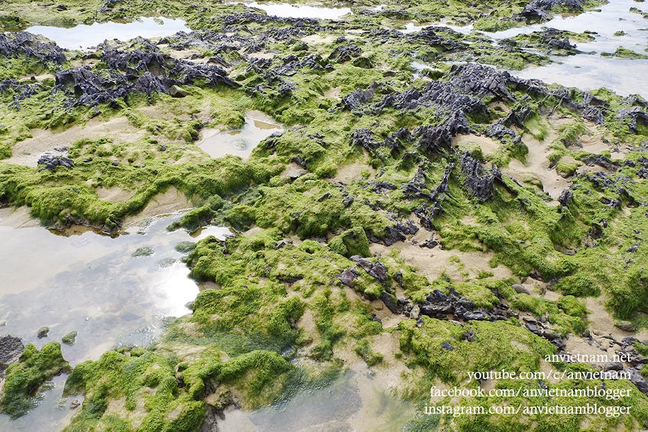 Gành Đá Lộ Diêu Đẹp Ngẩn Ngơ Vào Mùa Rêu Xanh Ở Hoài Nhơn