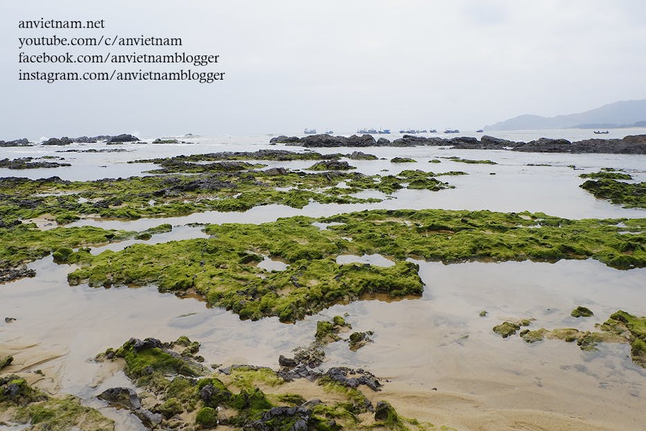 Gành Đá Lộ Diêu Đẹp Ngẩn Ngơ Vào Mùa Rêu Xanh Ở Hoài Nhơn