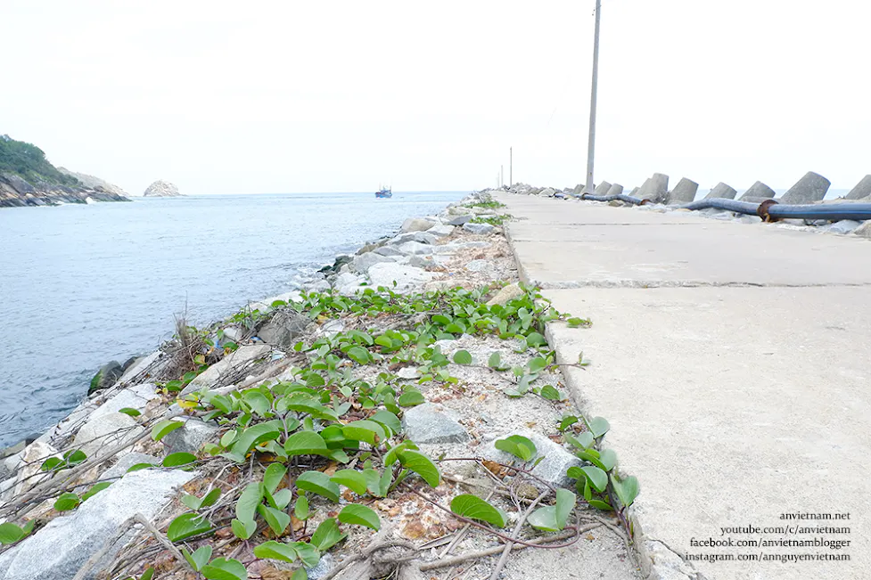 Săn ảnh mùa rêu xanh Tam Quan Bắc - Check-in "Ngọc bích" Hoài Nhơn