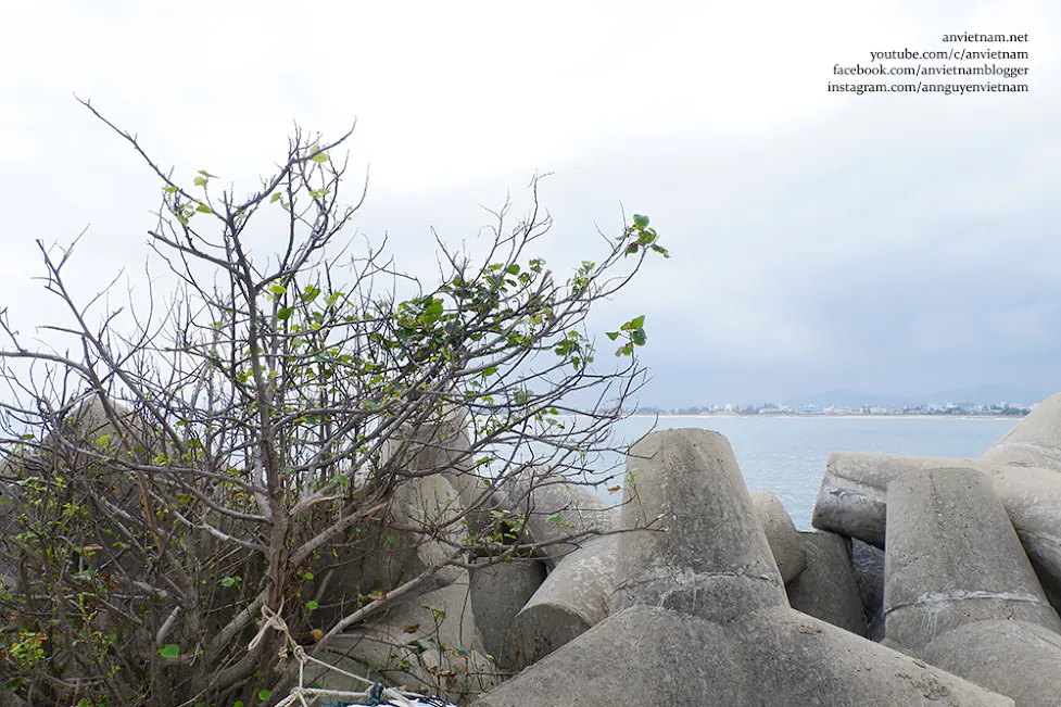 Săn ảnh mùa rêu xanh Tam Quan Bắc - Check-in "Ngọc bích" Hoài Nhơn