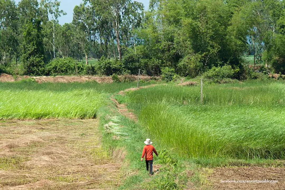 Một cánh đồng cói đang mùa gặt