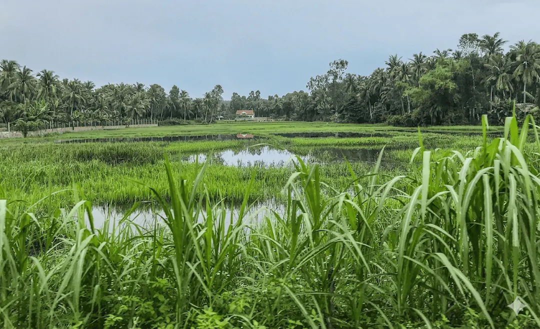 Một ngôi nhà mái đỏ ẩn hiện sau màu xanh của ruộng, của đồng