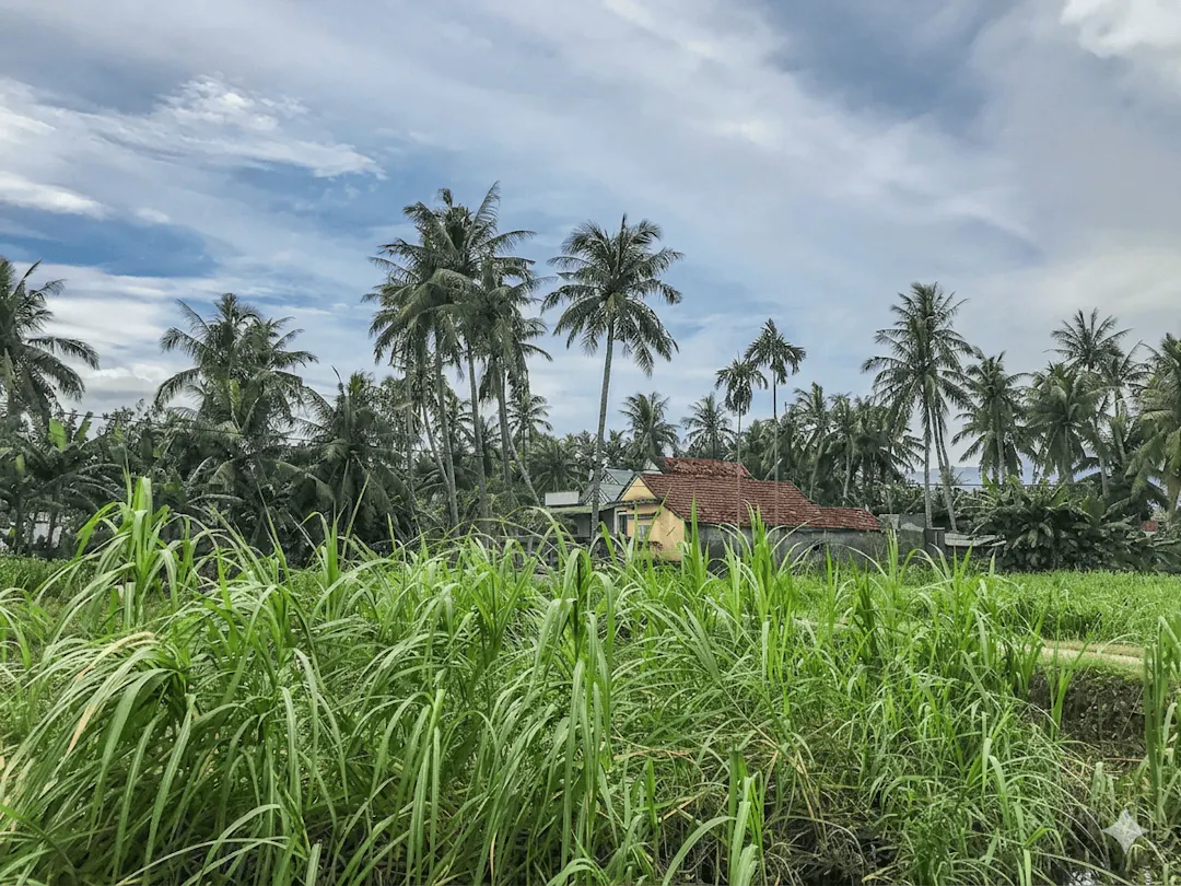 Ngôi nhà đơn sơ dưới rặng dừa xanh