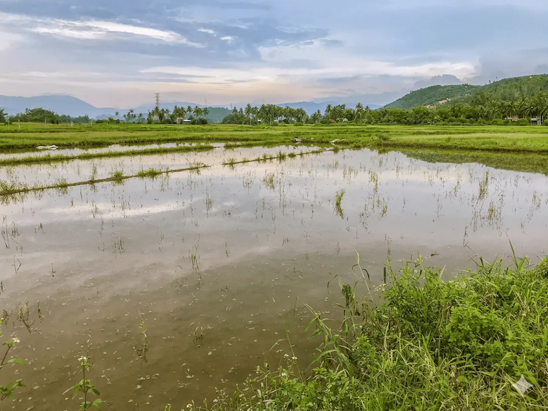 Ruộng ngập nước