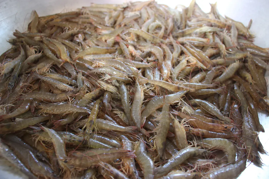 Vị ngọt từ thịt tôm đất dã tay