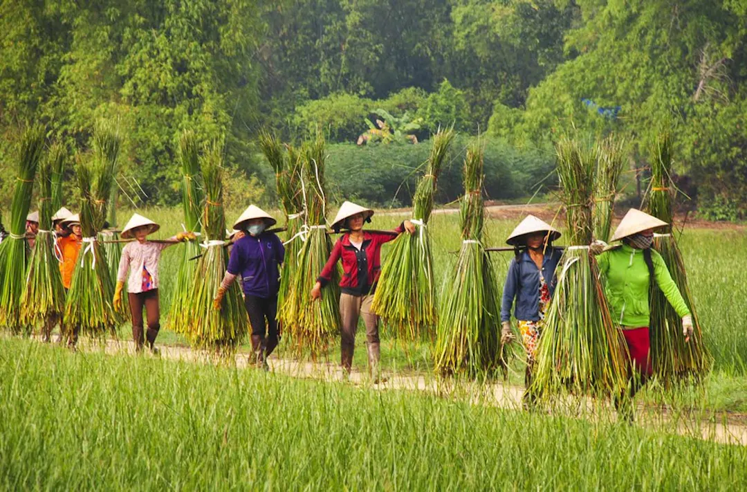 Sợi cói dẻo dai vươn xa khắp mọi miền đất nước