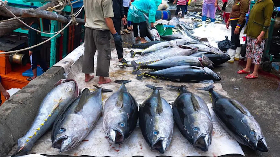 Cá ngừ đại dương lại được gọi là "Cá bò gù"