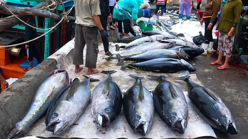 Cá ngừ đại dương lại được gọi là "Cá bò gù"