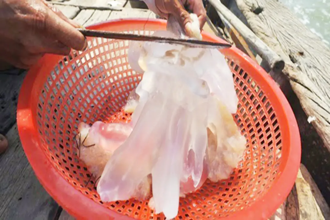 Bí quyết chọn mua sứa ngon (Sứa tươi và sứa đóng túi ăn liền)