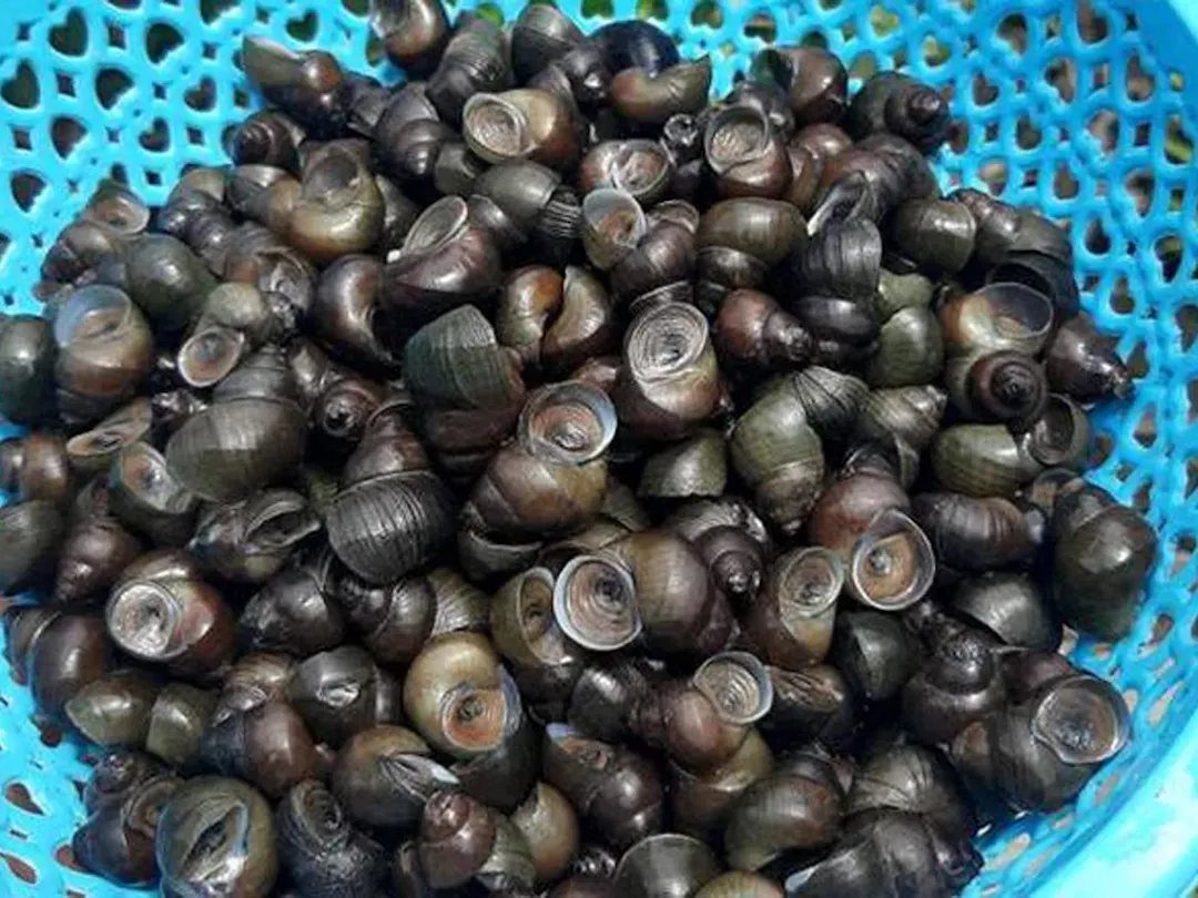 Ốc để nấu món ốc hút