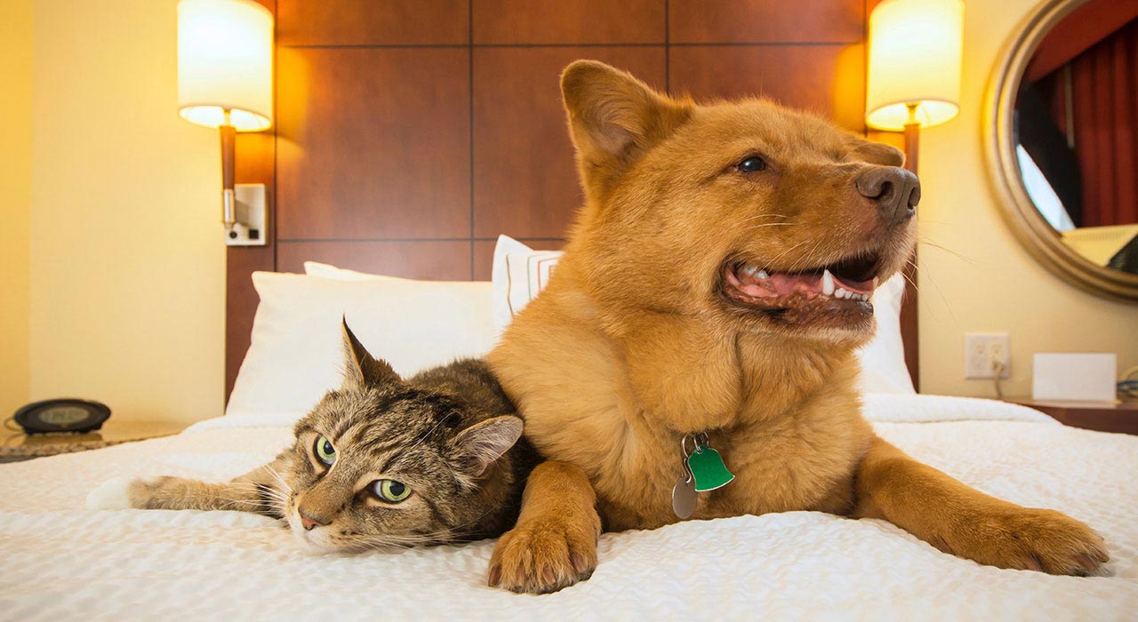 The 12 Best Pet Sitters and Pet Boarders in Singapore (From SGD20/hr