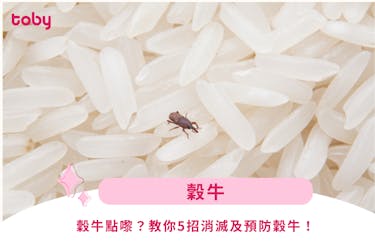 【穀牛消滅】穀牛點嚟?教你5招消滅及預防穀牛!