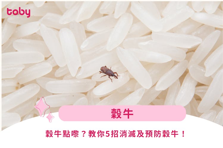 【穀牛消滅】穀牛點嚟?教你5招消滅及預防穀牛!-banner