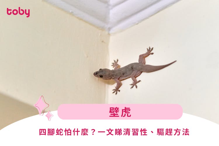 【壁虎叫聲】四腳蛇怕什麼?一文睇清習性、驅趕方法等-banner