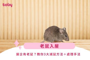 【老鼠入屋】屋企有老鼠?教你3大滅鼠方法+處理方法