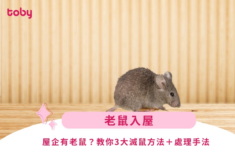 【老鼠入屋】屋企有老鼠?教你3大滅鼠方法+處理方法-banner